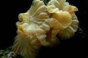 gelb Fuchs Korallen (Korallen Grat, Jasmin Korallen) (Nemenzophyllia turbida) foto