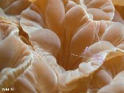 rjava Lisica Koral (Greben Coral, Jasmin Coral) (Nemenzophyllia turbida) fotografija