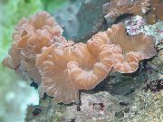 ピンク キツネのサンゴ（リッジ珊瑚、ジャスミンのサンゴ） (Nemenzophyllia turbida) フォト