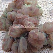 グレー キツネのサンゴ（リッジ珊瑚、ジャスミンのサンゴ） (Nemenzophyllia turbida) フォト
