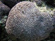 grå Platygyra Korall  bilde