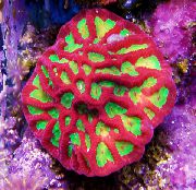 ποικιλόχρους Platygyra Κοράλλια  φωτογραφία