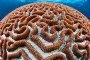 rudas Platygyra Koralų  nuotrauka