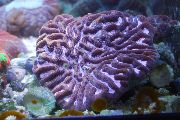 violetti Platygyra Koralli  kuva