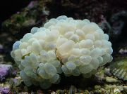 alb Bubble Coral (Plerogyra) fotografie