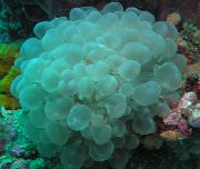 Bolha Coral luz azul