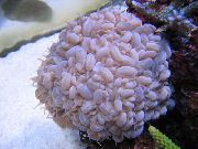 vaaleanpunainen Kupla Koralli (Plerogyra) kuva