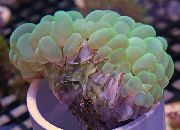zelen Bubble Coral (Plerogyra) fotografija