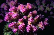 ვარდისფერი ყვავილოვანი კომბოსტო Coral (Pocillopora) ფოტო