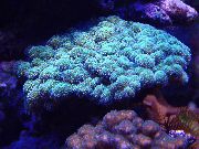 светло синьо Карфиол Корали (Pocillopora) снимка