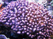 lila Blomkål Korall (Pocillopora) foto