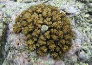 褐色 菜花珊瑚 (Pocillopora) 照片