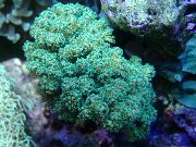绿 菜花珊瑚 (Pocillopora) 照片