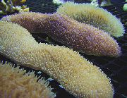 gelb Zunge Koralle (Coral Slipper) (Polyphyllia talpina) foto
