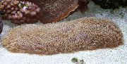 hnedý Jazyk Koral (Papuče Koral) (Polyphyllia talpina) fotografie