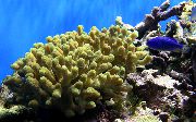 Porites Korallen gelb