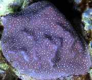 purpurne Porites Korall  foto