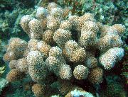 aquarium sea coral Porites Coral Porites  brown