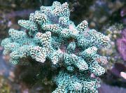 Birdsnest Korallen hellblau