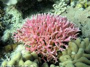 Birdsnest Koralli vaaleanpunainen