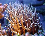 Birdsnest Coral жут