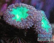 púrpura Piña De Coral (Blastomussa) foto