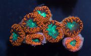 ყავისფერი ანანასი Coral (Blastomussa) ფოტო