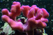 rožinis Pirštu Koralų (Stylophora) nuotrauka