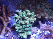 šviesiai mėlynas Pirštu Koralų (Stylophora) nuotrauka