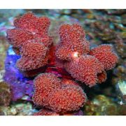 Prst Koralov červená