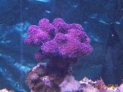 Pirštu Koralų violetinė