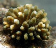 rudas Pirštu Koralų (Stylophora) nuotrauka
