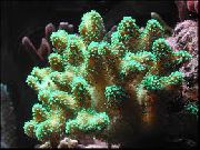 Pirštu Koralų žalias