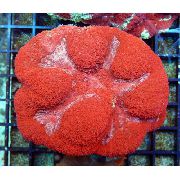 Symphyllia Korallen rot