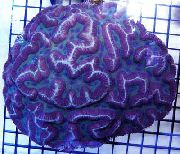 Symphyllia珊瑚 蓝色