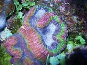 Symphyllia Korallen bunt