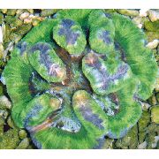 žalias Symphyllia Koralų  nuotrauka