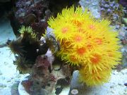 Sunce-Cvijet Naranče Koralja žuti