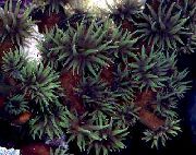 Sun-Flower Coral ფორთოხალი შავი