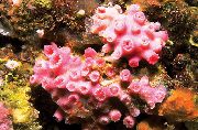 Sun-Flower Korall Oranž punane