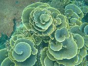 Kop Koral (Pagode Coral) grå