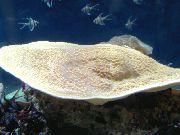 Cup Korallen (Korallen Pagode) gelb