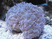 Перла Корали светло синьо