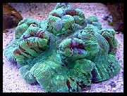 žalias Smegenų Kupolas Koralų (Wellsophyllia) nuotrauka