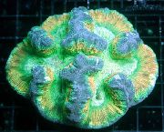 Koral Mózg Kopuła pstrokacizna