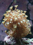 rudas Alveopora Koralų  nuotrauka