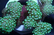 žalias Alveopora Koralų  nuotrauka