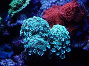 Alveopora Coral svetlo modra
