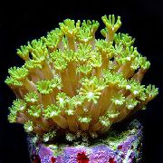 geltonas Alveopora Koralų  nuotrauka