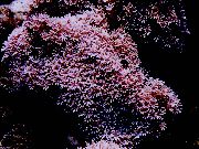 rožinis Organų Vamzdžių Koralų (Tubipora musica) nuotrauka